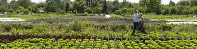 Amiens Cultures Maraîchaires Aux Hortillonnages © CRTC Hauts-de-France - Benjamin Teissedre