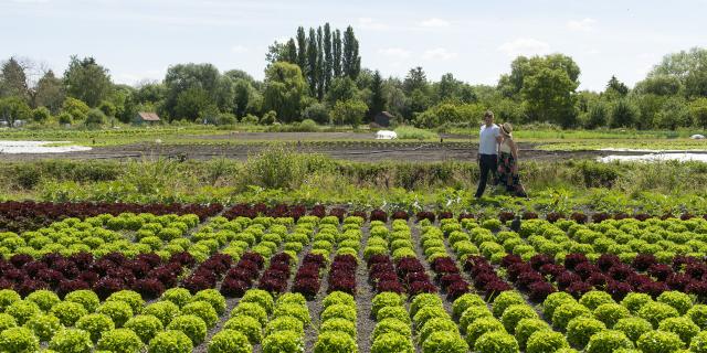 Feld der Gemüsebauern in den Kanalgärten von Amiens, Nordfrankreich. Copyright: CRTC Hauts-de-France - Benjamin Teissedre