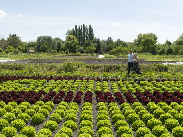 Amiens Cultures Maraîchaires Aux Hortillonnages © CRTC Hauts-de-France - Benjamin Teissedre