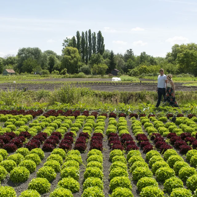 Amiens Cultures Maraîchaires Aux Hortillonnages © CRTC Hauts-de-France - Benjamin Teissedre