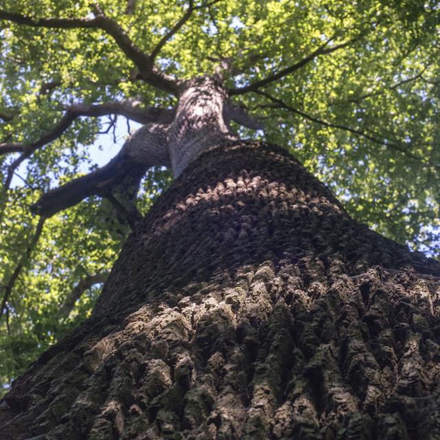 Forêt de Compiègne _ Arbre en Forêt de Compiègne © CRTC Hauts-de-France - Nicolas Bryant