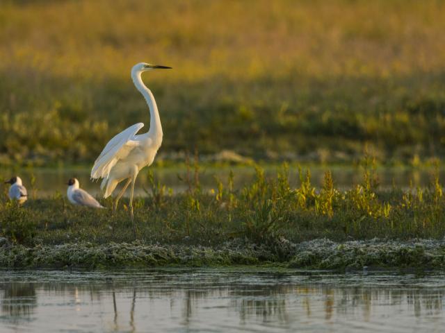 Northern France _ Le Crotoy _ Great Egret © CRTC Hauts-de-France-Stéphane BOUILLAND