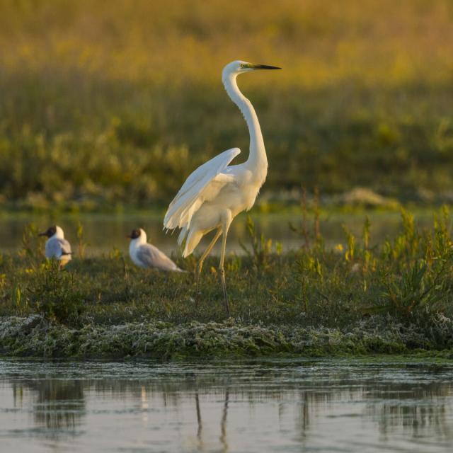 Baie de Somme_Les oiseaux au marais du Crotoy_Grande aigrette© CRTC Hauts-de-France – Stephane Bouilland