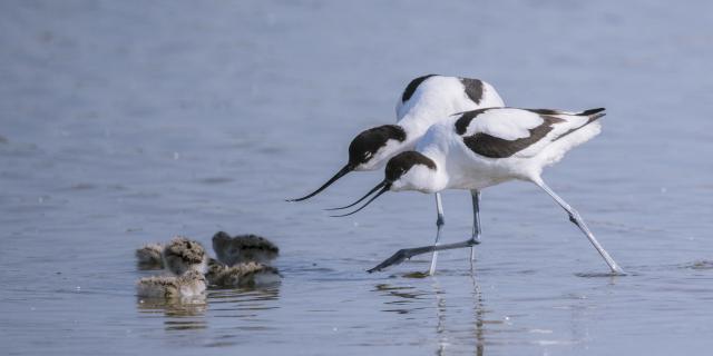 Northern France _ Bay of Somme _ Saint-Quentin-en-Tourmont _Marquenterre bird reserve ©CRTC Hauts-de-France - Stéphane BOUILLAND