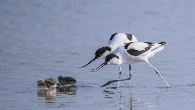 Saint-Quentin-en-Tourmont_Parc ornithologique du Marquenterre©CRTC Hauts-de-France_Stephane Bouilland