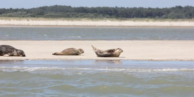 Northern France _ Bay of Somme _ Seals © CRTC Hauts-de-France - Jean-Luc Verbrugghe