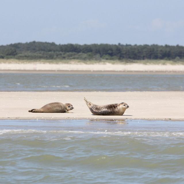 Northern France _ Bay of Somme _ Seals © CRTC Hauts-de-France - Jean-Luc Verbrugghe