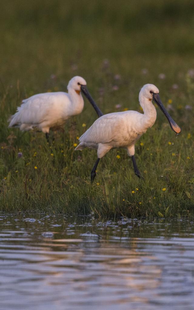 Northern France _ Le Crotoy _ Platalea leucorodia - Eurasian Spoonbill ©CRTC Hauts-de-France - Stéphane BOUILLAND