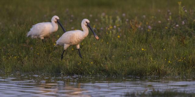 Le Crotoy, Baie de Somme, Spatule blanche - Platalea leucorodia - Eurasian Spoonbill ©CRTC Hauts-de-France - Stéphane BOUILLAND