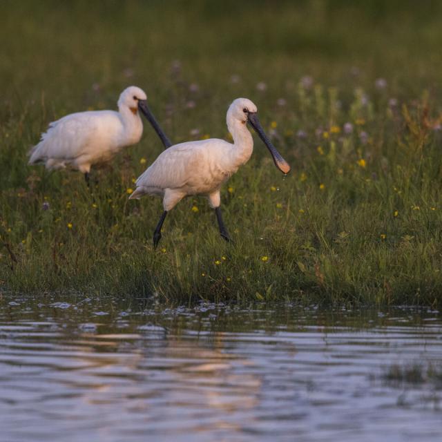 Le Crotoy, Baie de Somme, Spatule blanche - Platalea leucorodia - Eurasian Spoonbill ©CRTC Hauts-de-France - Stéphane BOUILLAND