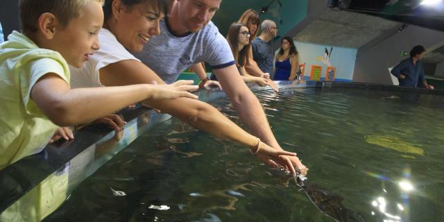 Vorsichtig streicheln Besucher ein Meerestier im Aquarium Nausicaá in Nordfrankreich. Copyright: CRTC Hauts-de-France - Anne-Sophie Flament