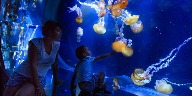 Urlauber beobachten leuchtende Fische im Nationalen Meereszentrum Nausicáa in Boulogne-sur-Mer, Nordfrankreich. Copyright: CRTC Hauts-de-France - AS Flament