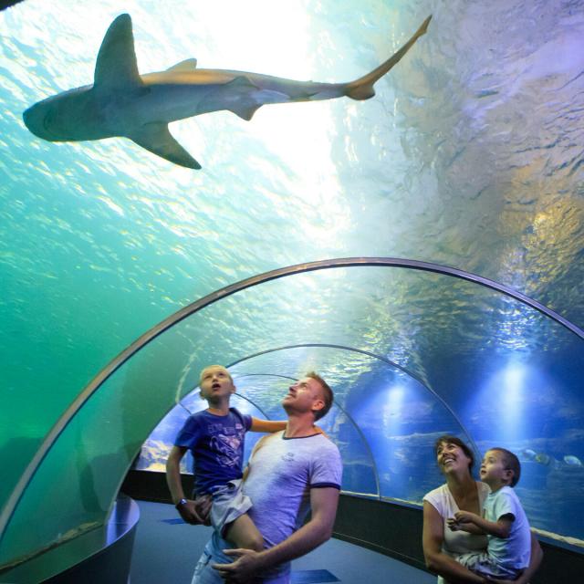 Unterwasserröhre mit Besuchern im Meeres-Aquarium Nausicaá in Boulogne-Sur-Mer, Copyright: CRTC Hauts-de-France - Anne-Sophie Flament