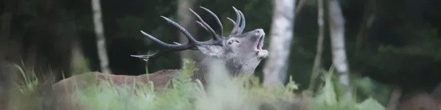 Locquignol _ Forêt de Mormal _ Brame du Cerf - © Office de Tourisme Pays de Mormal - Olivier Flamme