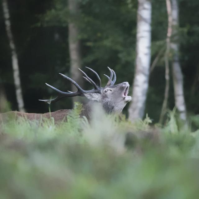 Locquignol _ Forêt de Mormal _ Brame du Cerf - © Office de Tourisme Pays de Mormal - Olivier Flamme