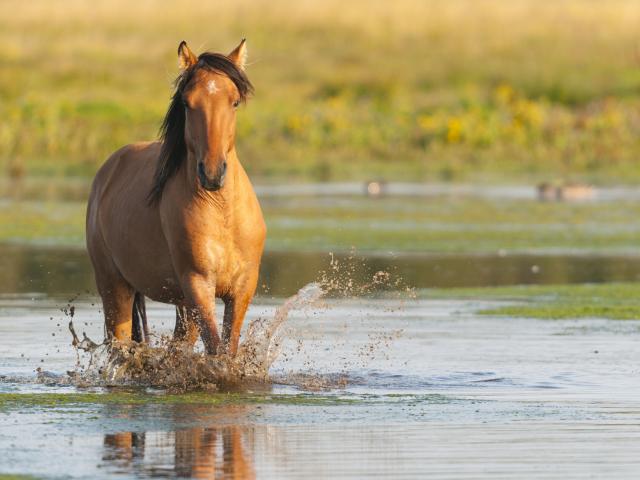 Baie de Somme _ Saint-Firmin _ Le Crotoy _ Cheval Henson (race issue de la Baie de Somme) traversant un étang du marais du Crotoy © CRTC Hauts-de-France - Stéphane BOUILLAND - BIOSPHOTO