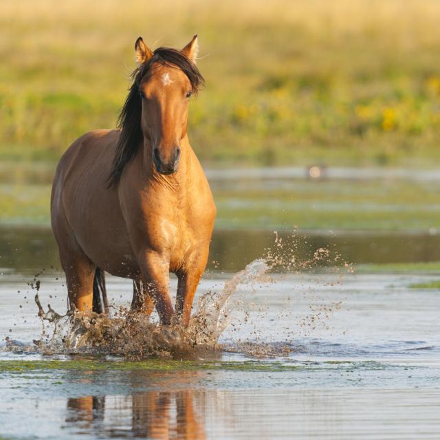 Baie de Somme _ Saint-Firmin _ Le Crotoy _ Cheval Henson (race issue de la Baie de Somme) traversant un étang du marais du Crotoy © CRTC Hauts-de-France - Stéphane BOUILLAND - BIOSPHOTO