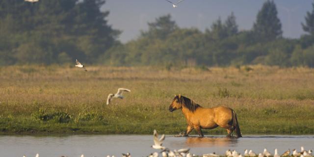 Baie de Somme_henson dans le marais du Crotoy©CRTC Hauts-de-France -Stéphane Bouilland