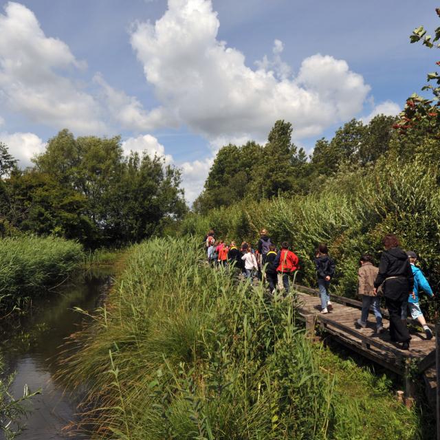 ClairmNorthern France _ Clairmarais _ Romelaëre nature reserve - © Office de Tourisme et des Congrès du Pays de Saint-Omer - Carl Peterloffarais _ Réserve naturelle nationale des étangs du Romelaëre - © Office de Tourisme et des Congrès du Pays de Saint-Omer - Carl Peterloff