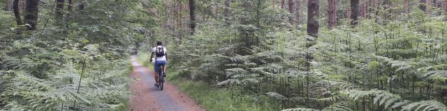 Nordfrankreich, Compiègne, Fahrradwege im Wald von Compiègne