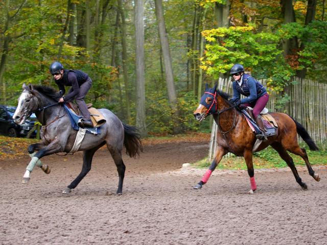 Chantilly _ Entrainement des chevaux de course © APRH – France Galop