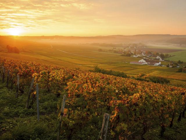 Essômes-sur-Marne _ Vignobles de Champagne © CRTC Hauts-de-France - Vincent Colin