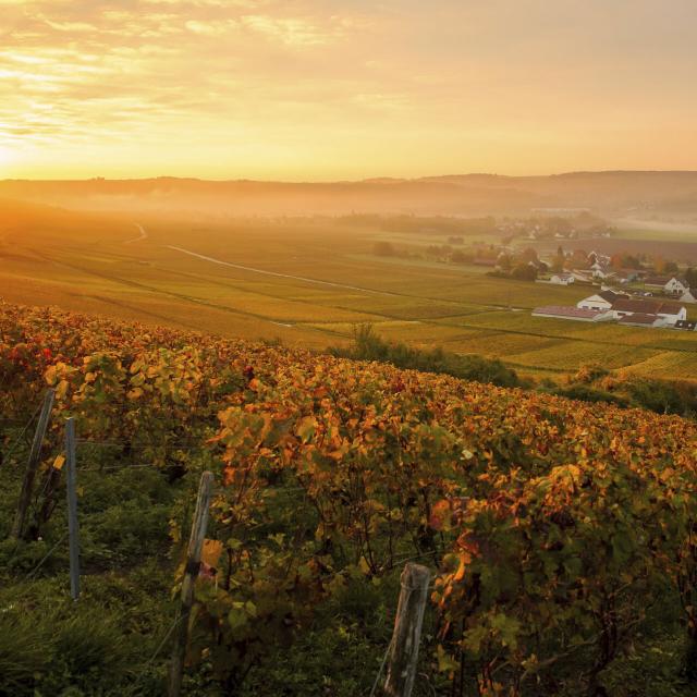 Essômes-sur-Marne _ Vignobles de Champagne © CRTC Hauts-de-France - Vincent Colin