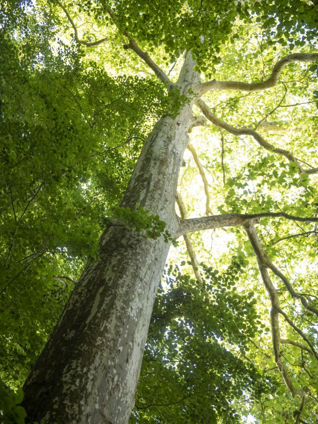 Forêt de Compiègne _ Festival des Forêts © CRTC Hauts-de-France - Benjamin Teissedre