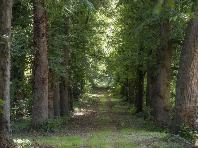 Northern France _ Compiègne _ Forest Festival © CRTC Hauts-de-France - Benjamin Teissedre