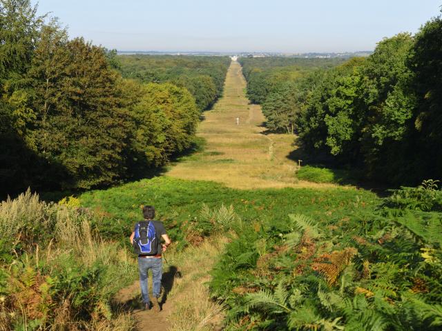 Person blickt auf die Waldschneise Beaux-Monts im Wald von Compiègne, Nordfrankreich. Copyright: CRTC Hauts-de-France - Hervé Hughes