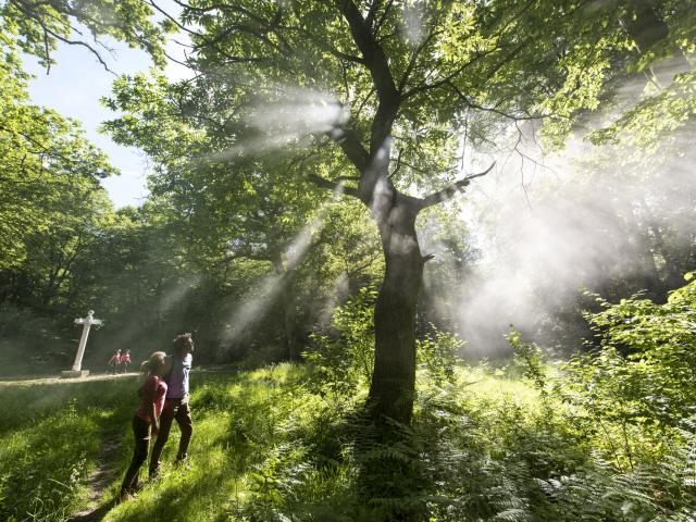 Compiègne _ Forêt de Compiègne © CRTC Hauts-de-France – Comdesimages.com