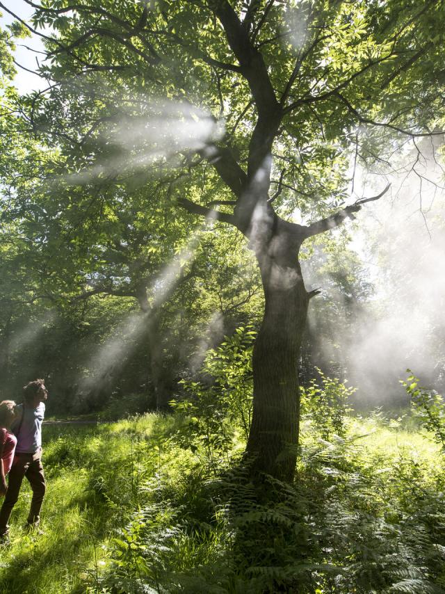 Compiègne _ Forêt de Compiègne © CRTC Hauts-de-France – Comdesimages.com