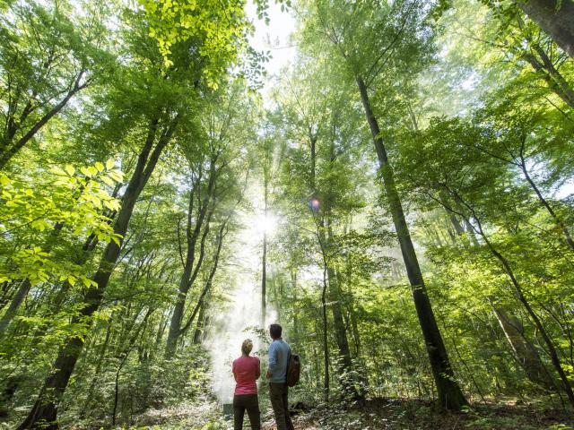 Forêt de Compiègne _ Promenade en Forêt de Compiègne © CRTC Hauts-de-France - Comdesimages.com