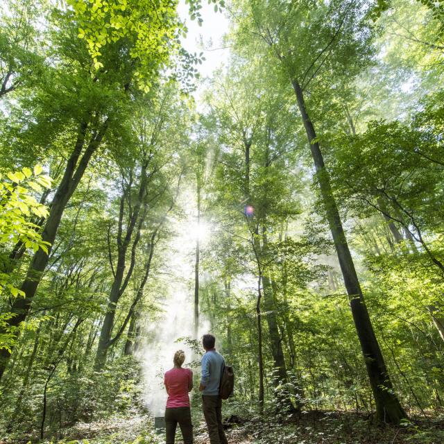 Forêt de Compiègne _ Promenade en Forêt de Compiègne © CRTC Hauts-de-France - Comdesimages.com