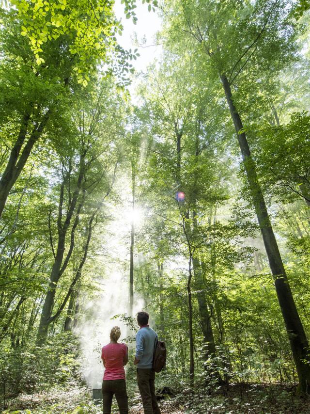 Forêt de Compiègne _ Promenade en Forêt de Compiègne © CRTC Hauts-de-France - Comdesimages.com