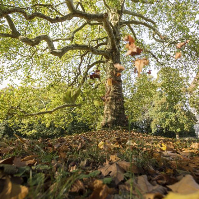 Compiègne _ Forêt de Compiègne Platane Automne © CRTC Hauts-de-France – Benoît Guilleux