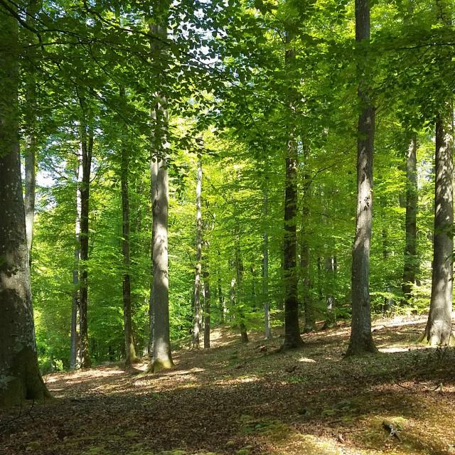 Northern France _ Villers-Cotterêts _ Retz Forest © Office de Tourisme Retz en Valois