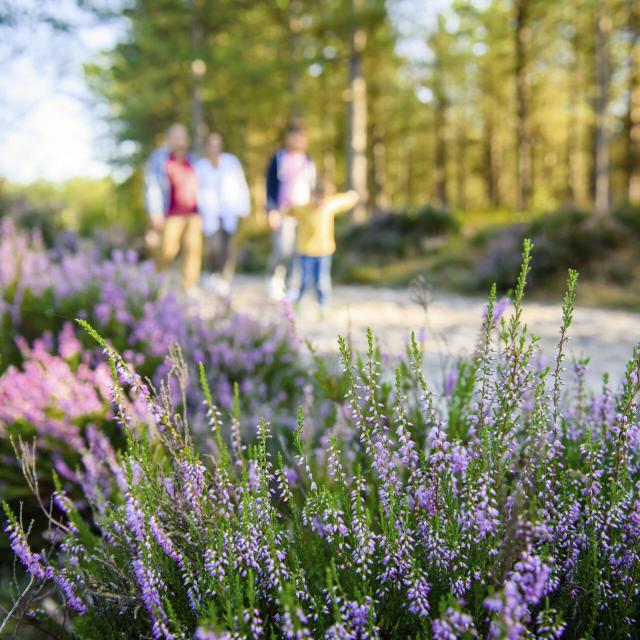 Northern France _ Ermenonville _ Ermenonville Forest © CRTC Hauts-de-France - Vincent Colin