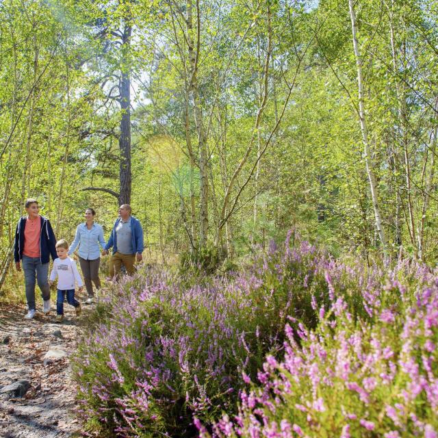 Ermenonville, Forêt d'Ermenonville ©CRTC Hauts-de-France - Vincent Colin