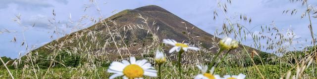 Blumen, im Hintergrund die Harnes-Halde, Nordfrankreich. Copyright: CRTC Hauts-de-France - Sébastien Jarry