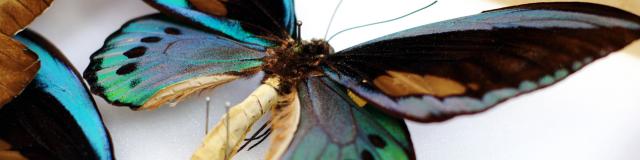 Northern France, Saint-Quentin, Musée des Papillons (butterflies museum) © CRTC Hauts-de-France - Ville de Saint-Quentin - Musée des Papillons