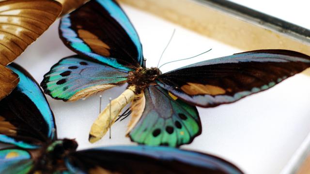 Bunter Schmetterling unter Glas im Schmetterlingsmuseum Saint-Quentin, Nordfrankreich. Copyright: CRTC Hauts-de-France - Ville de Saint-Quentin - Musée des Papillons