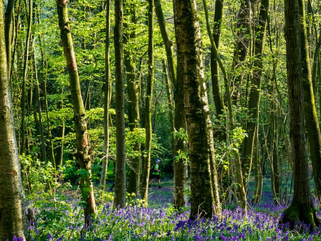 Jacinthes©destination Coeur De Flandre