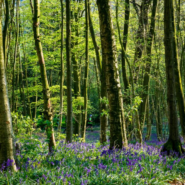 Jacinthes©destination Coeur De Flandre