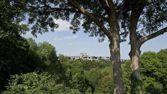 Blick durch Bäume auf die Kathedrale 