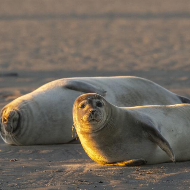 Robben in der Sonne in Berck-sur-Mer in der Bucht von Authie, Copyright: CRTC Hauts-de-France - Stéphane Bouilland