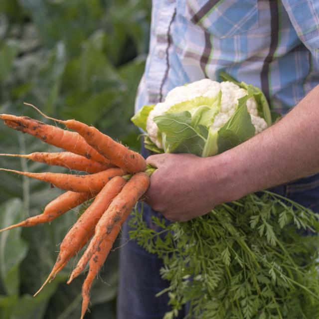 Légumes Bio © CRTC Hauts-de-France - Nicolas Bryant