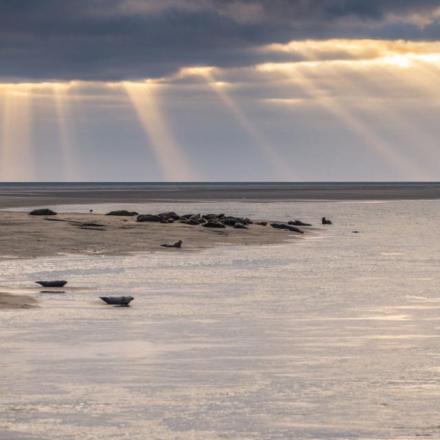 Northern France _ Berck-sur-Mer _ Seals © CRTC Hauts-de-France - Stéphane Bouilland