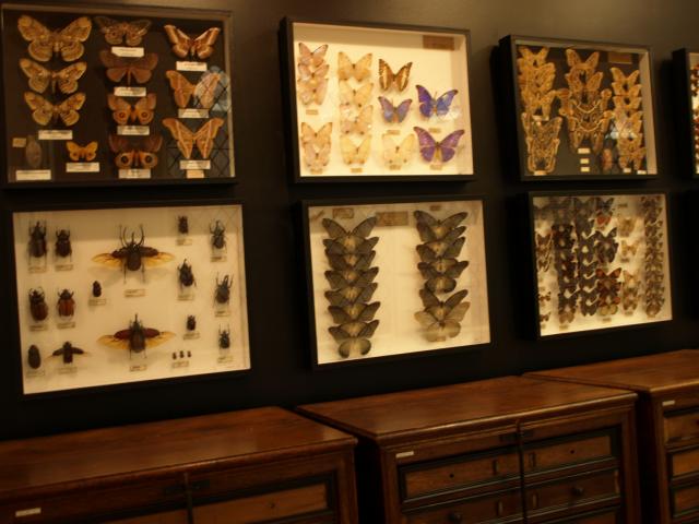 Northern France, Saint-Quentin, Musée des Papillons (butterflies museum) © CRTC Hauts-de-France - Ville de Saint-Quentin - Musée des Papillons