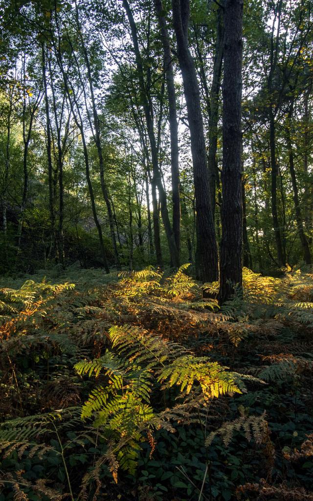 Saint-Amand-les-Eaux _Parc naturel régional Scarpe-Escaut _ La mare à Goriaux © CRTC Hauts-de-France - Sébastien Jarry